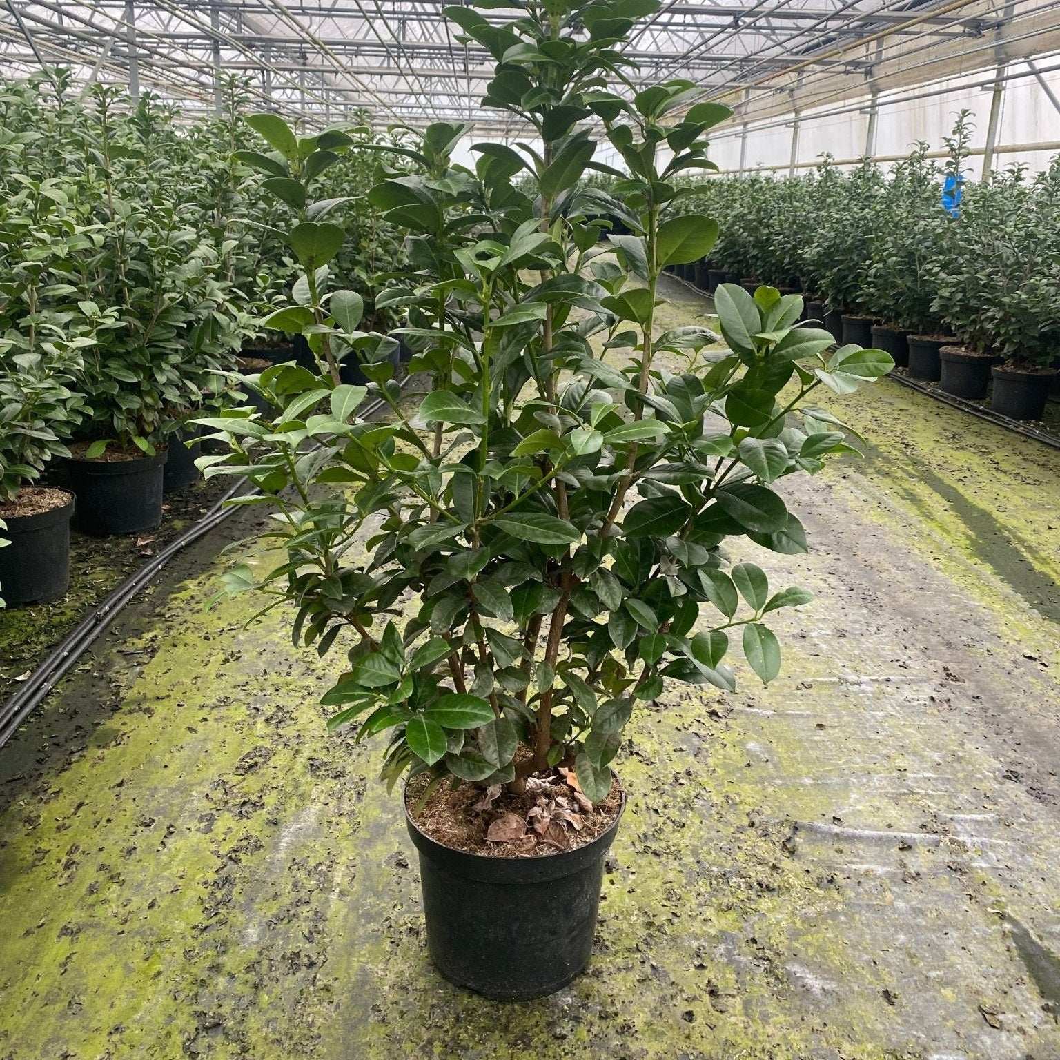 Lagerhägg - Prunus Laurocerasus 'Genolia' 100-125cm - Co 12